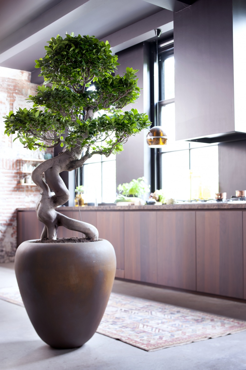 July 2015: the Ficus Ginseng is Houseplant of month Flower Council