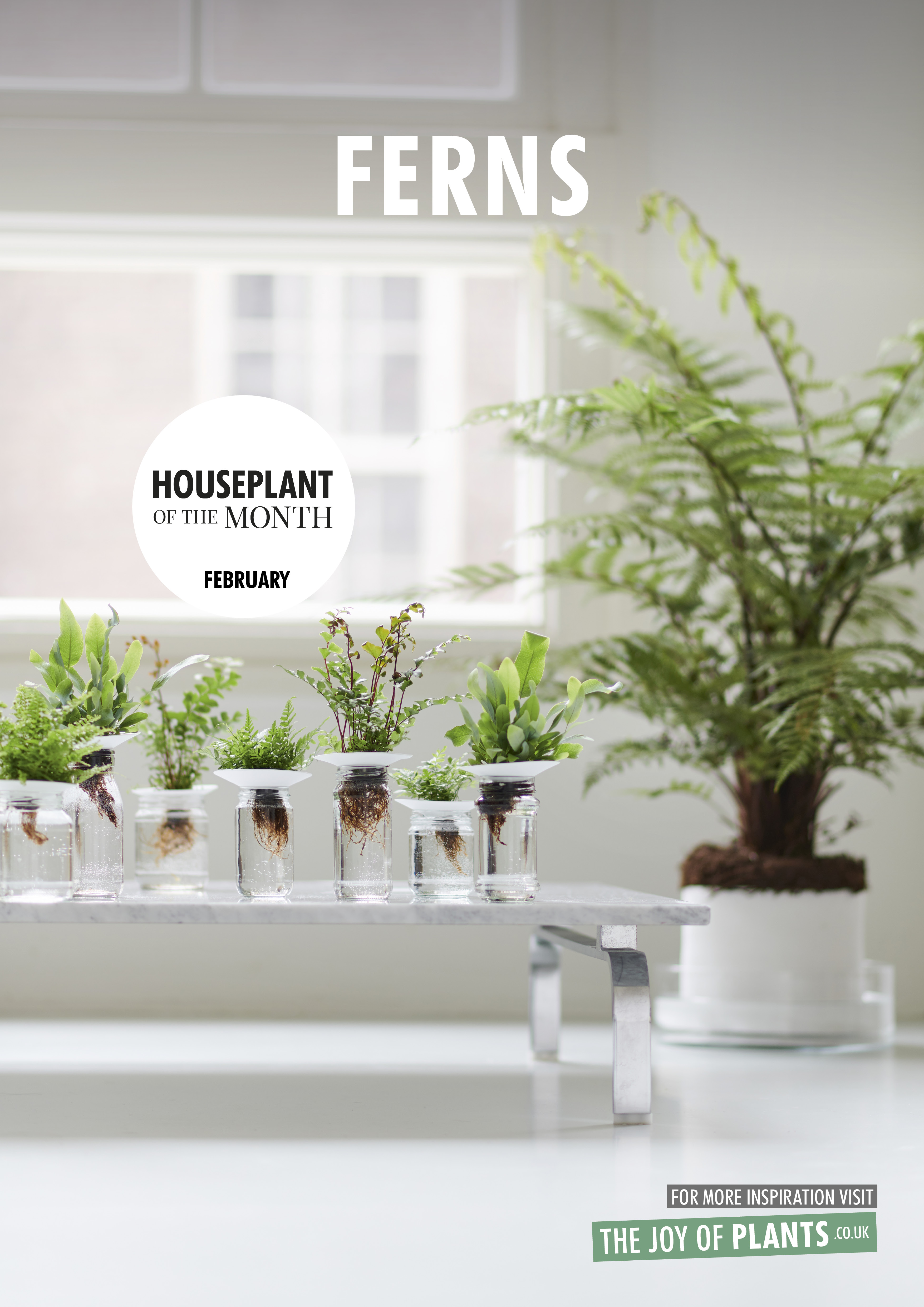 February 2019 Ferns Houseplants Of The Month Flower Council