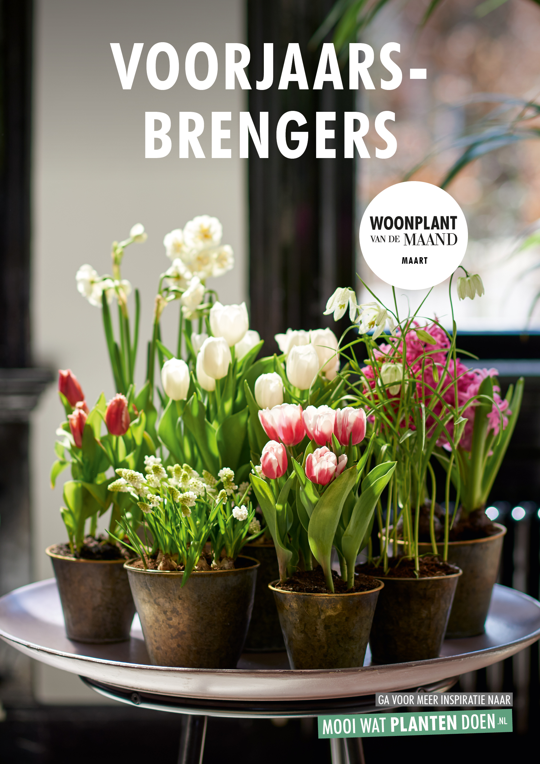 spijsvertering vasthouden George Stevenson Voorjaarsbrengers Woonplanten van de maand maart | Flower Council