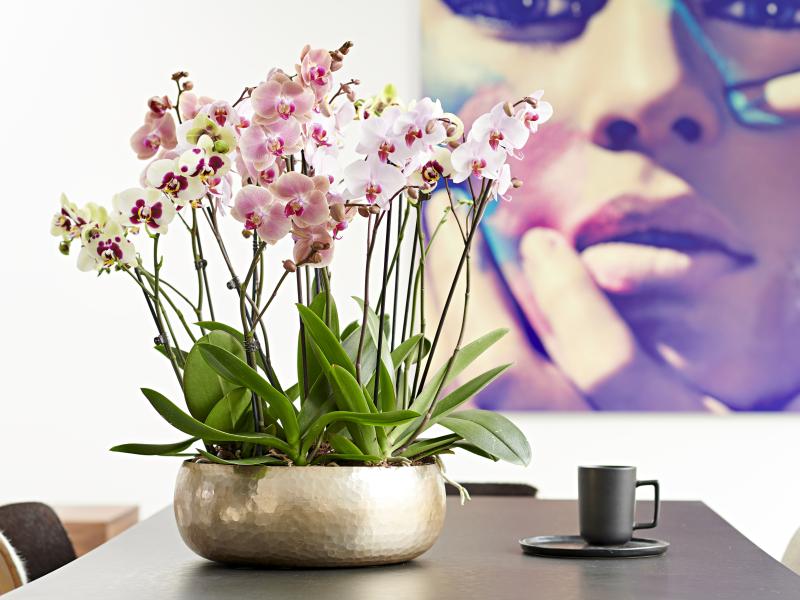 Shopper activatie voor orchideeën bij Aldi Süd, Duitsland