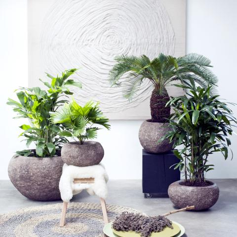 February 2017: specialty palms  Houseplants of the Month